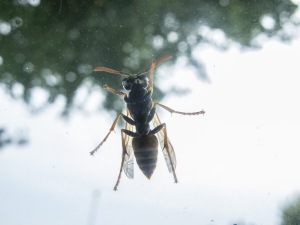 La vespa, fotografata dall'interno dell'auto. Lei, impassibile, come una modella consumata.